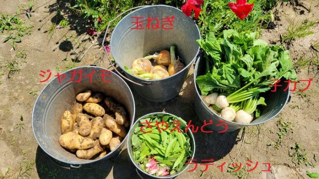 子供が収穫した子カブ、ラディッシュ、さやえんどう、ジャガイモ、玉ねぎを撮影した写真。