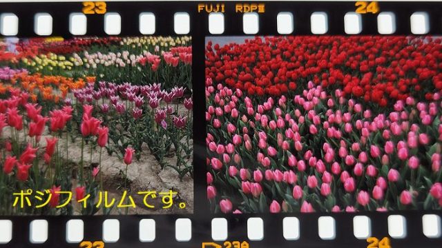 チューリップの花を撮影したポジフィルムの写真。